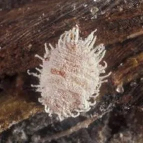 thumbnail for publication: Pineapple Mealybug, Dysmicoccus brevipes (Cockerell) (Insecta: Hemiptera: Pseudococcidae)